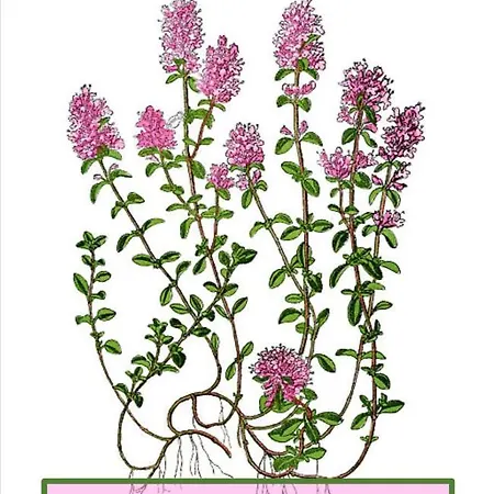 Le Patio D'eymet Feriehus *