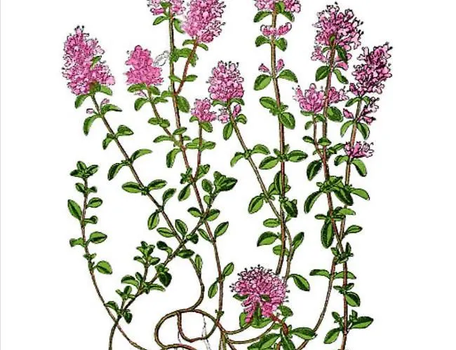 Le Patio D'eymet Nyaraló *